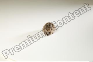Hedgehog - Erinaceus europaeus  0001